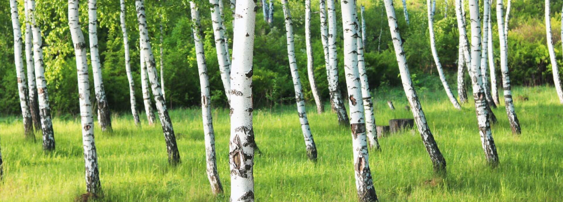 Il legno di betulla: una scelta vincente per realizzare arredi leggeri e resistenti.